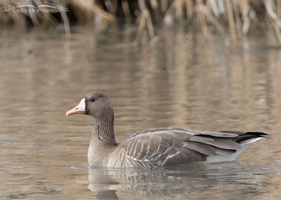 Greater White-fronted Goose side view, Salt Lake County, Utah
