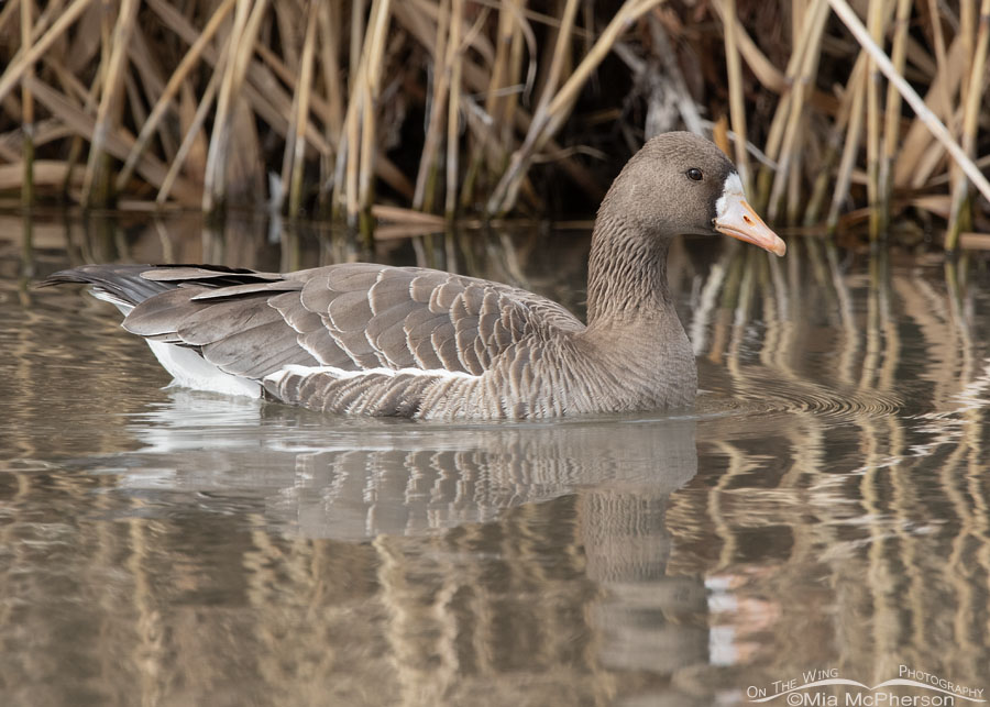 Adult Greater White-fronted Goose up close, Salt Lake County, Utah