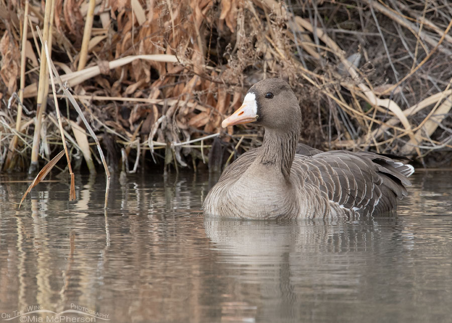 Greater White-fronted Goose frontal view, Salt Lake County, Utah