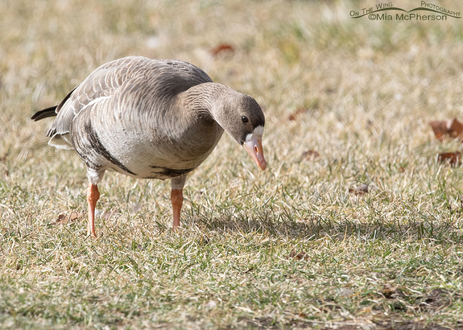 Greater White-front Goose feeding on grass, Salt Lake County, Utah