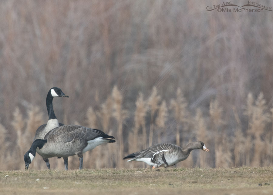 Greater White-fronted Goose with Canada Geese, Salt Lake County, Utah
