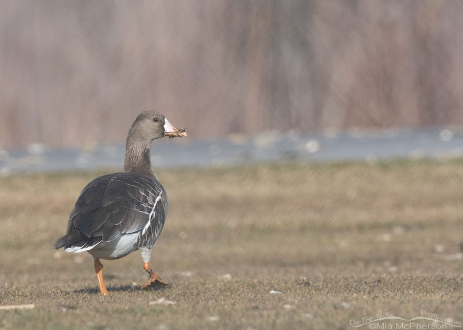 Over the shoulder look from a Greater White-fronted Goose, Salt Lake County, Utah