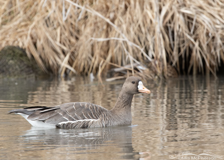 Greater White-fronted Goose with an eye on me, Salt Lake County, Utah
