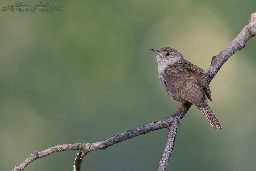 Adult House Wren in a mountain forest, West Desert, Tooele County, Utah