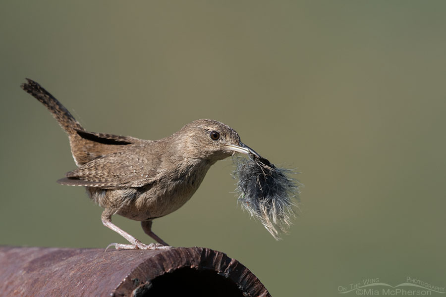 Adult House Wren with a feather for the nest, Wasatch Mountains, Summit County, Utah