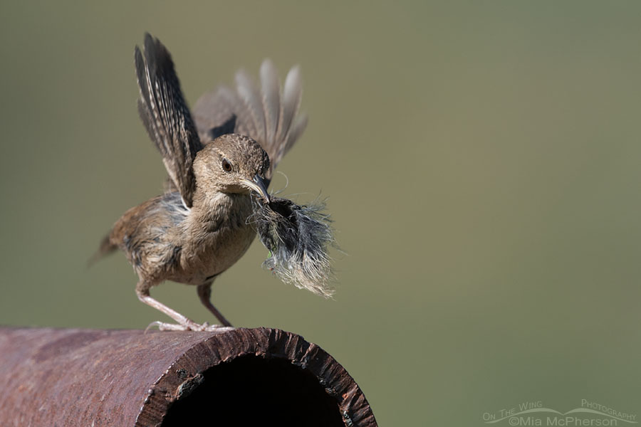 House Wren with a large feather, Wasatch Mountains, Summit County, Utah