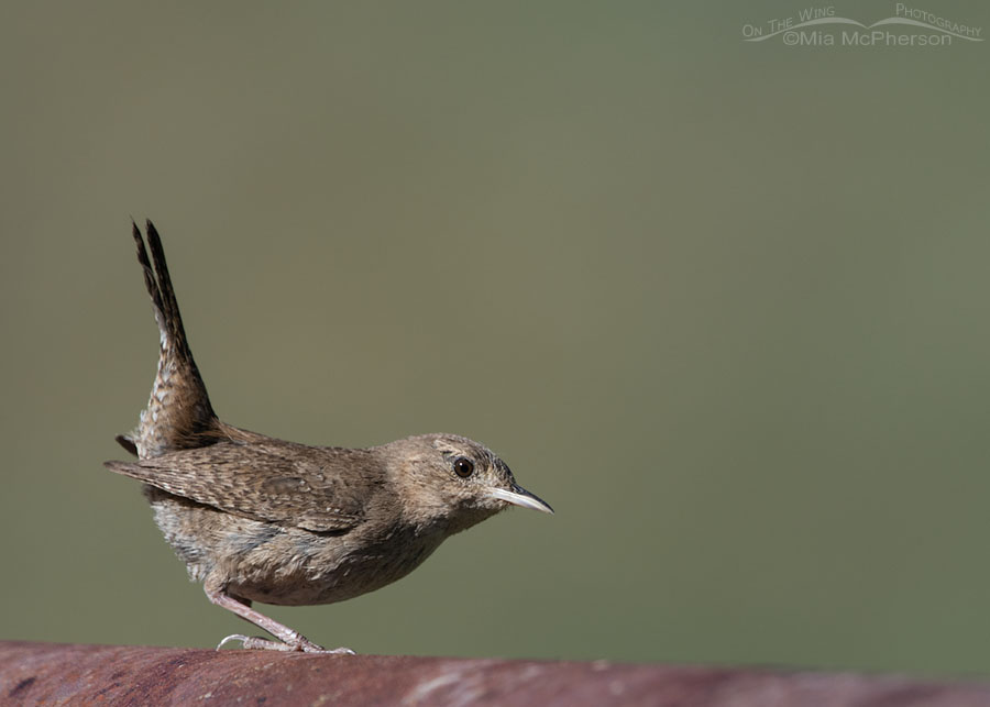 Adult House Wren on a rusty metal pipe, Wasatch Mountains, Summit County, Utah
