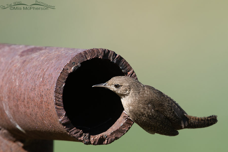 Adult House Wren at the nest entrance, Wasatch Mountains, Summit County, Utah