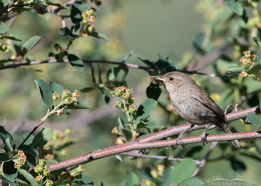 House Wren with prey in a serviceberry shrub, Wasatch Mountains, Summit County, Utah
