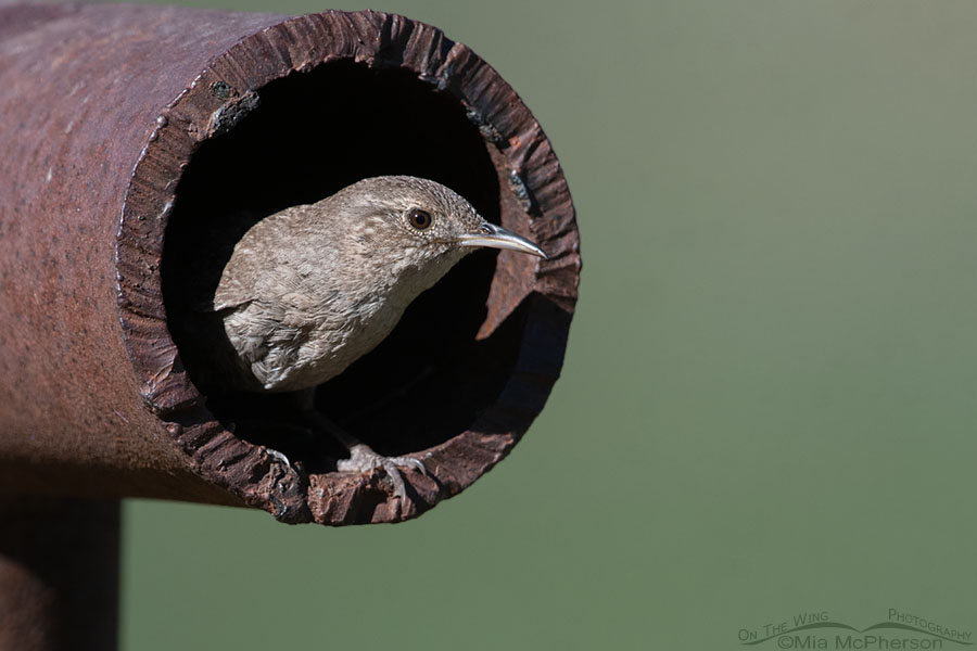 House Wren nesting in a rusty pipe, Wasatch Mountains, Summit County, Utah