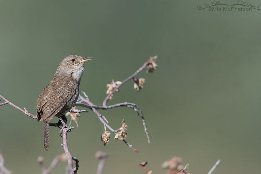 House Wren singing from a serviceberry perch, Wasatch Mountains, Summit County, Utah