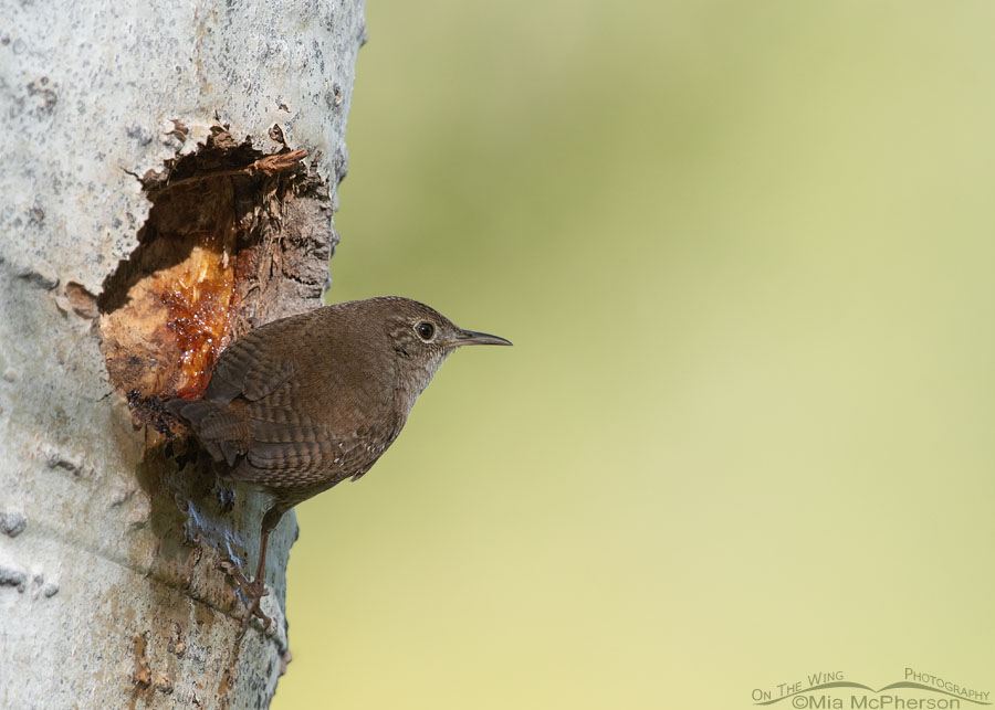 Adult House Wren on the outside of its nest, Uinta Mountains, Uinta National Forest, Summit County, Utah
