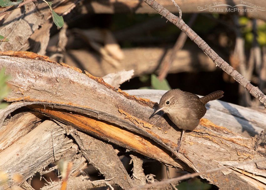 Inquisitive House Wren on a brush pile, Wasatch Mountains, Morgan County, Utah