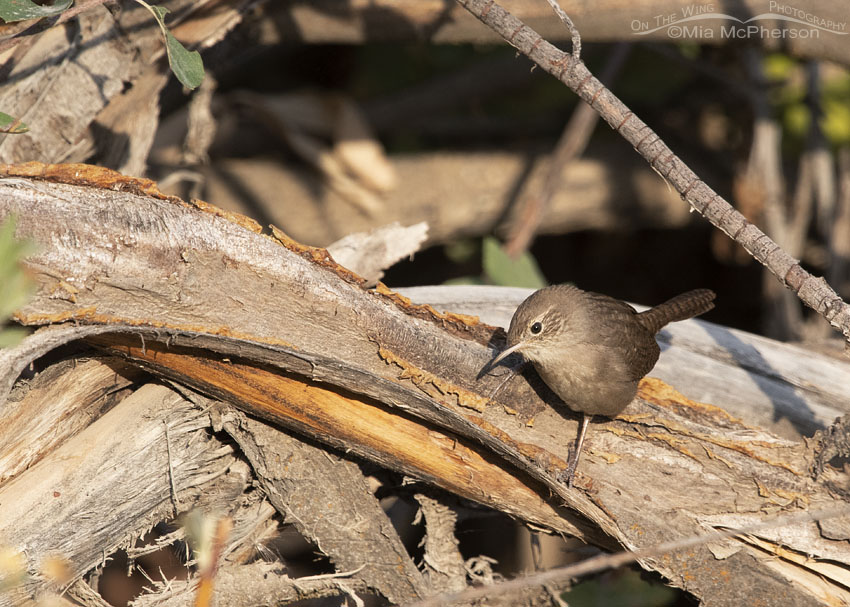 Inquisitive House Wren on a brush pile, Wasatch Mountains, Morgan County, Utah