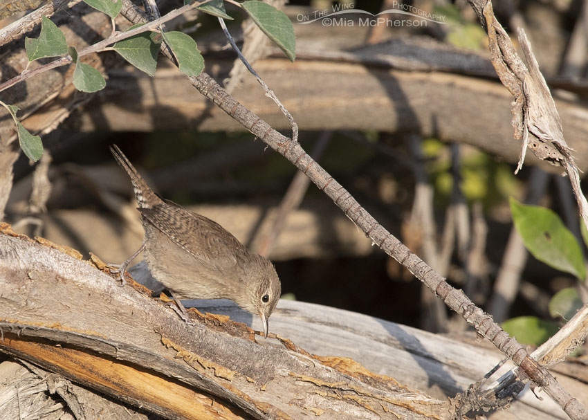 House Wren foraging in a brush pile, Wasatch Mountains, Morgan County, Utah