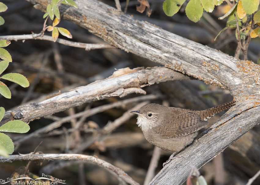 House Wren in the Wasatch Mountains, Wasatch Mountains, Morgan County, Utah