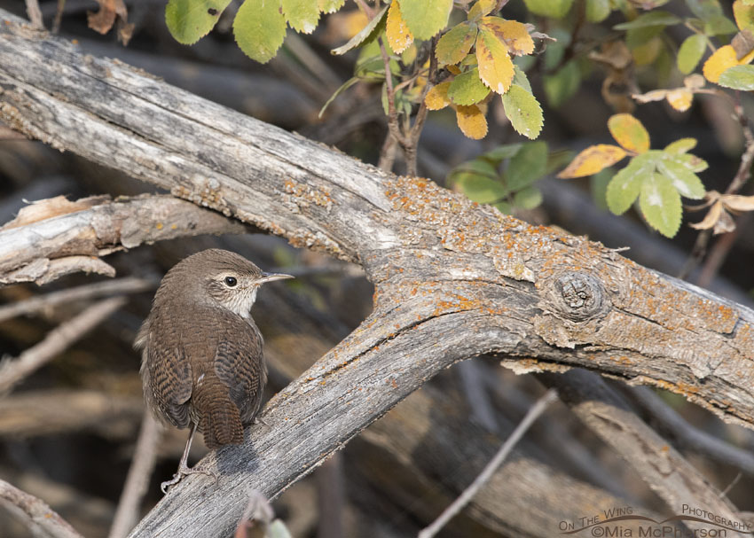 Back view of a House Wren on a brush pile, Wasatch Mountains, Morgan County, Utah