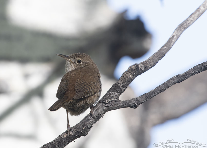 Over the shoulder look from a House Wren, Uinta Mountains, Uinta National Forest, Summit County, Utah