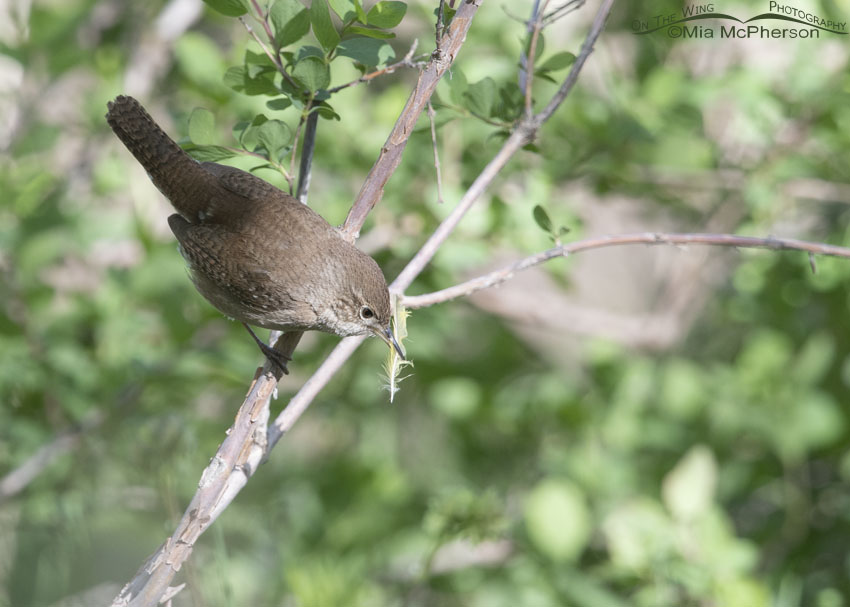 House Wren after picking up a feather for its nest, Uinta Mountains, Uinta National Forest, Summit County, Utah