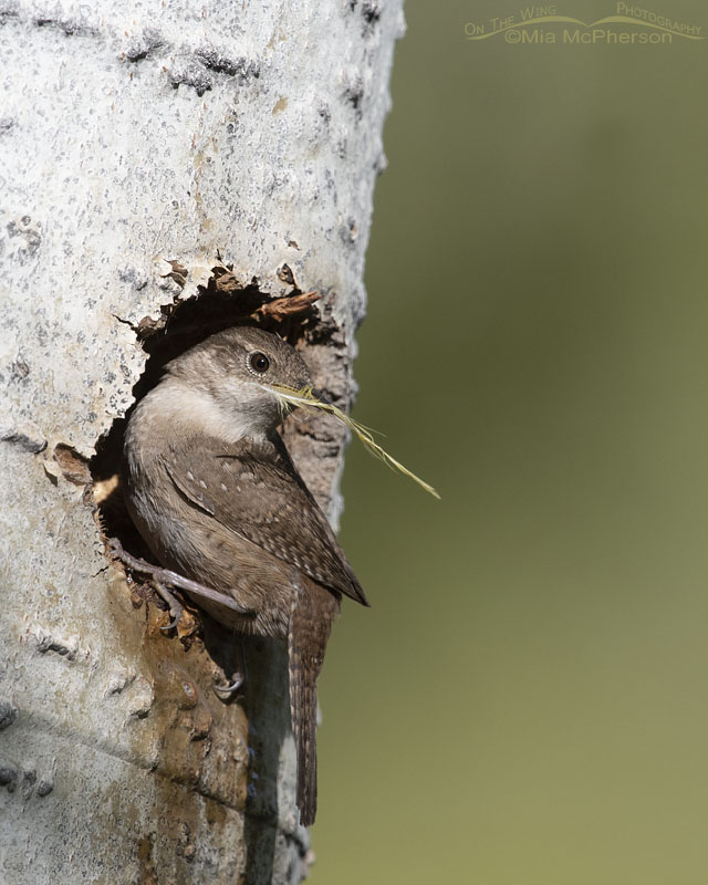 House Wren with a yellow feather at its nesting cavity, Uinta Mountains, Uinta National Forest, Summit County, Utah