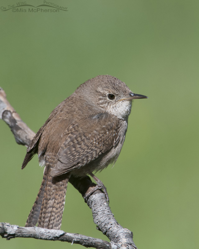 House Wren with a green background, Targhee National Forest, Clark County, Idaho