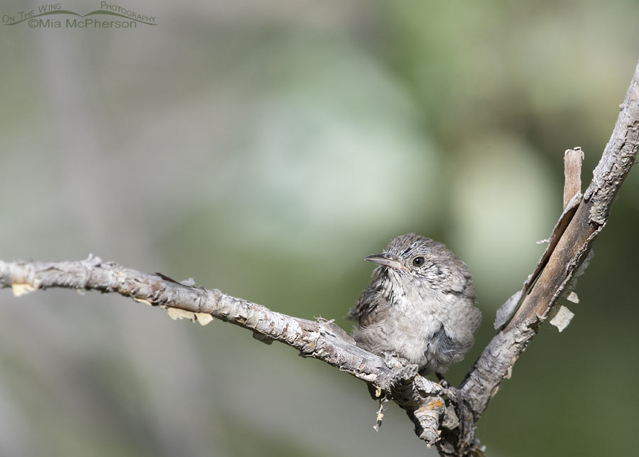Molting House Wren in the Wasatch Mountains, Morgan County, Utah