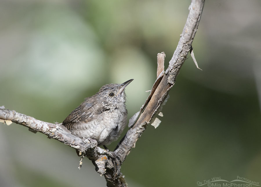 Molting House Wren perched in a fork of branches, Wasatch Mountains, Morgan County, Utah