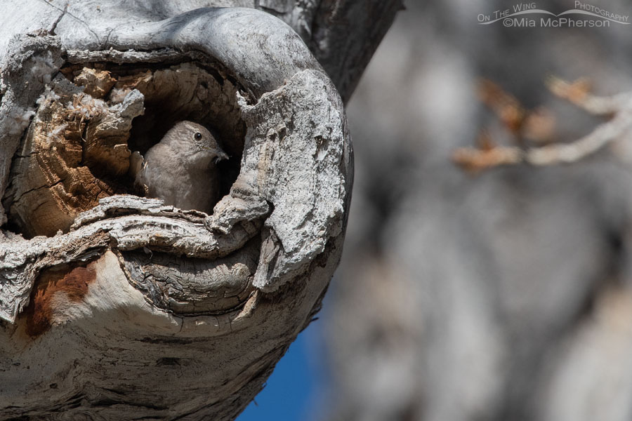 House Wren in a natural nesting cavity, Stansbury Mountains, West Desert, Tooele County, Utah