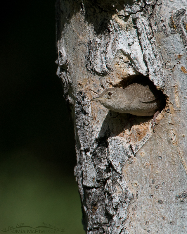 House Wren with its head poking out of the nesting cavity, Targhee National Forest, Clark County, Idaho
