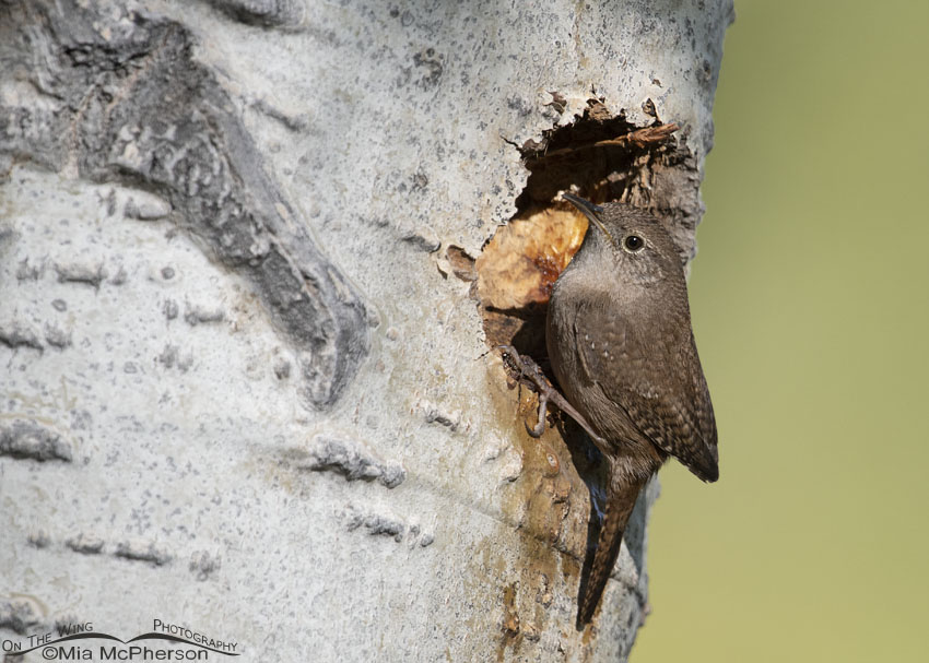 House Wren checking out its nesting cavity, Uinta Mountains, Uinta National Forest, Summit County, Utah