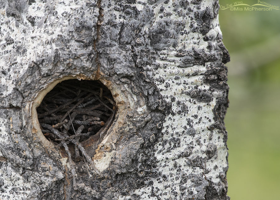 House Wren nest in an aspen, Targhee National Forest, Clark County, Idaho