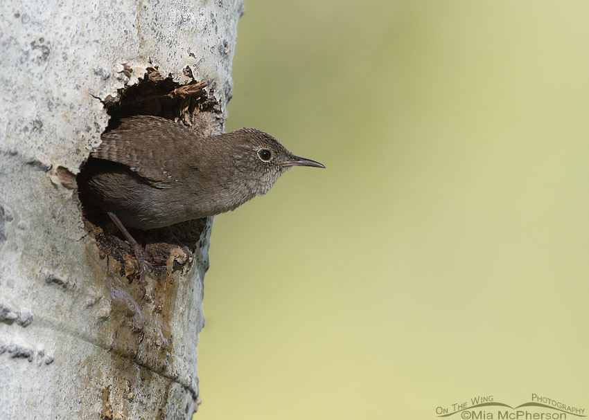 House Wren leaving its nesting cavity, Uinta Mountains, Uinta National Forest, Summit County, Utah