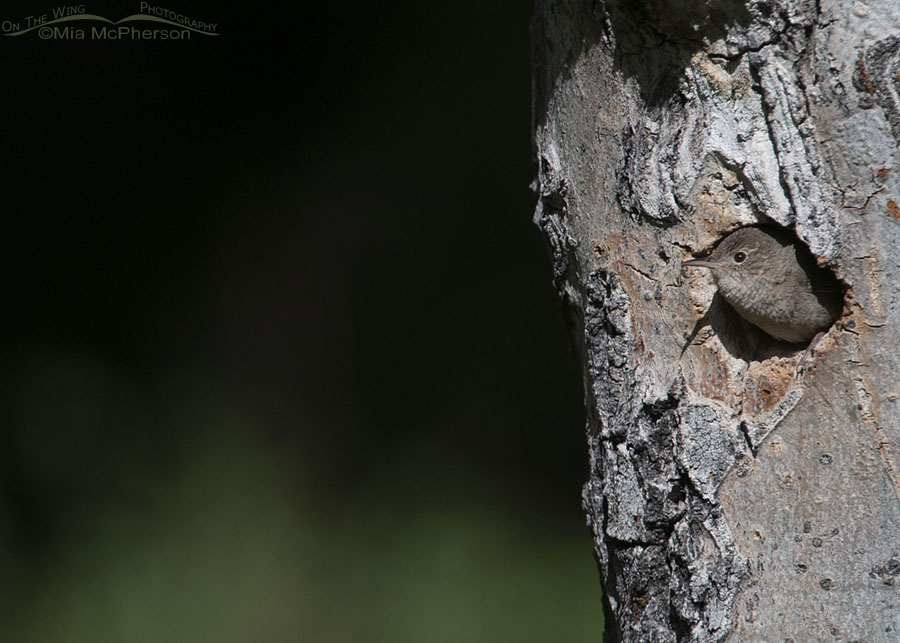 House Wren peeking out of its nest, Targhee National Forest, Clark County, Idaho