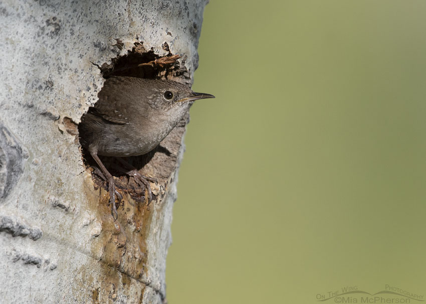 House Wren perched at the opening of its nest, Uinta Mountains, Uinta National Forest, Summit County, Utah
