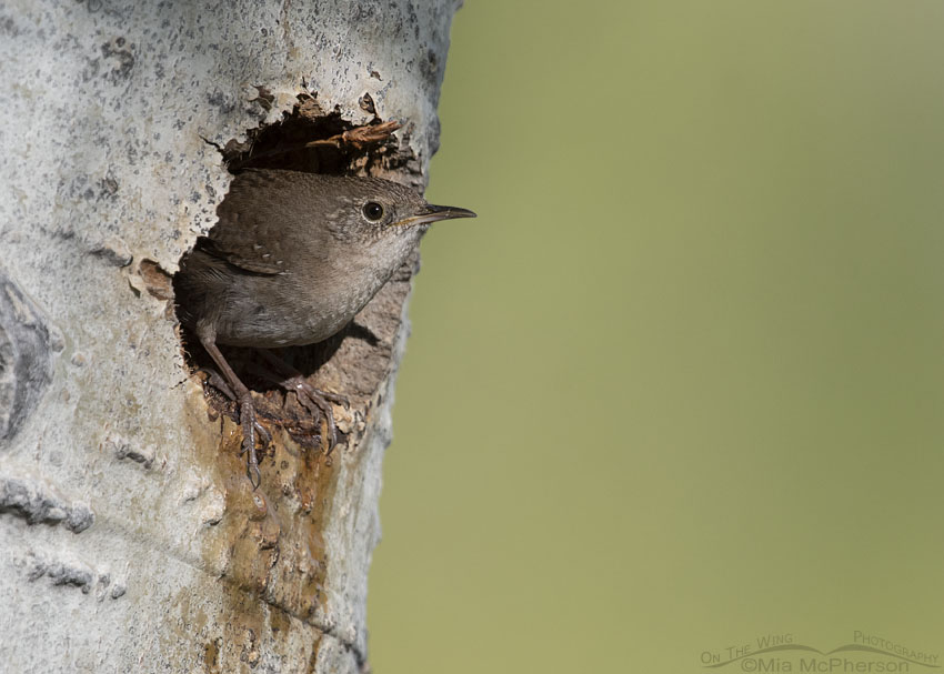 Wren Images