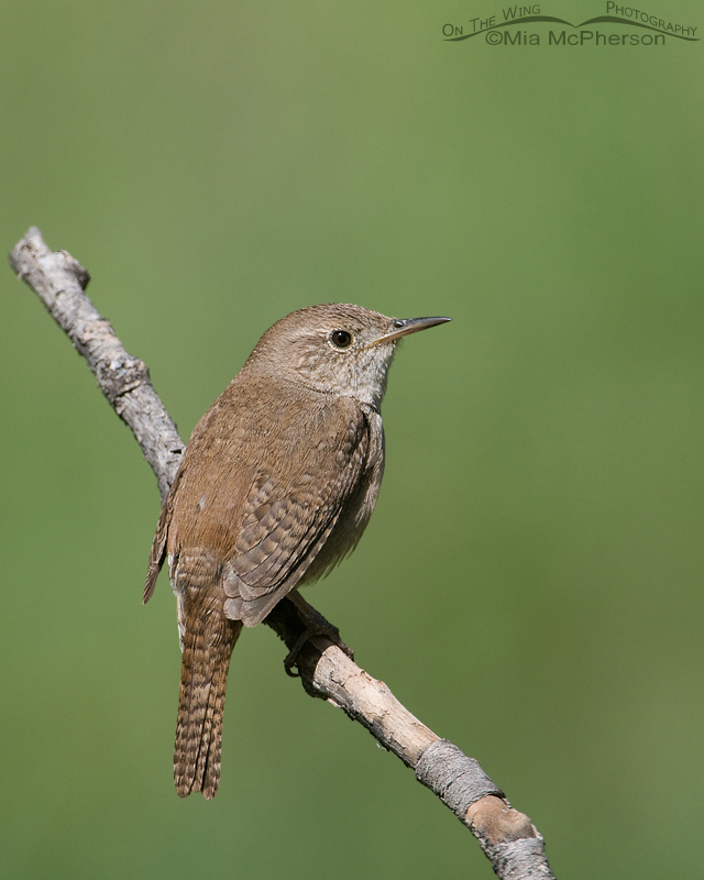 House Wren taking a break from singing and nest building, Targhee National Forest, Clark County, Idaho