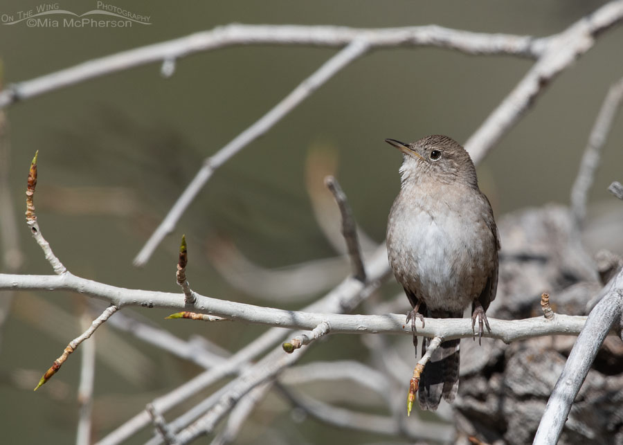 House Wren in the Stansbury Mountains, West Desert, Tooele County, Utah