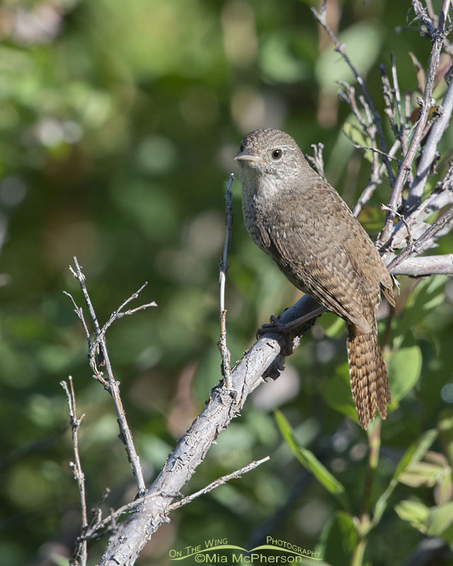 Adult House Wren perched in a serviceberry, Wasatch Mountains, Morgan County, Utah