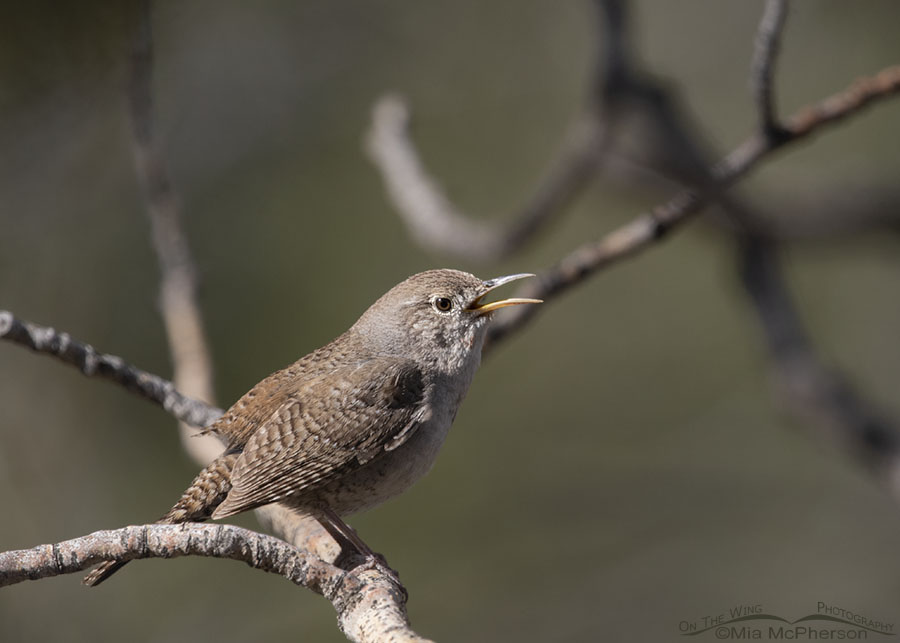 Adult House Wren singing in a forest, West Desert, Tooele County, Utah