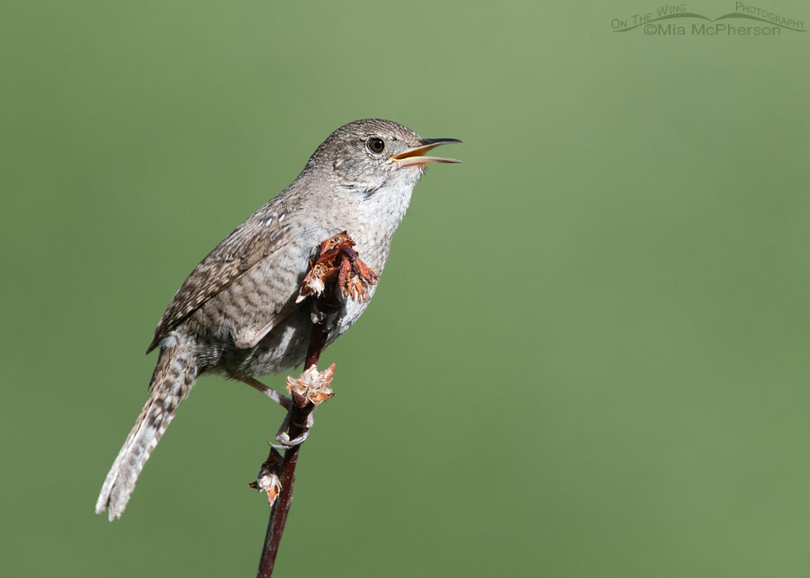 Adult House Wren singing in the Wasatch Mountains, Morgan County, Utah