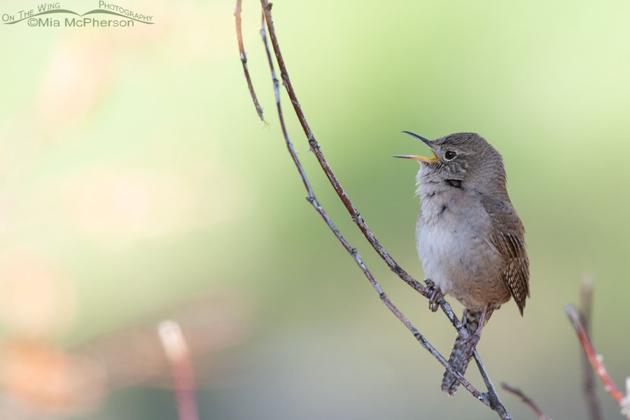House Wren singing in a shaded spot, Stansbury Mountains, West Desert, Tooele County, Utah