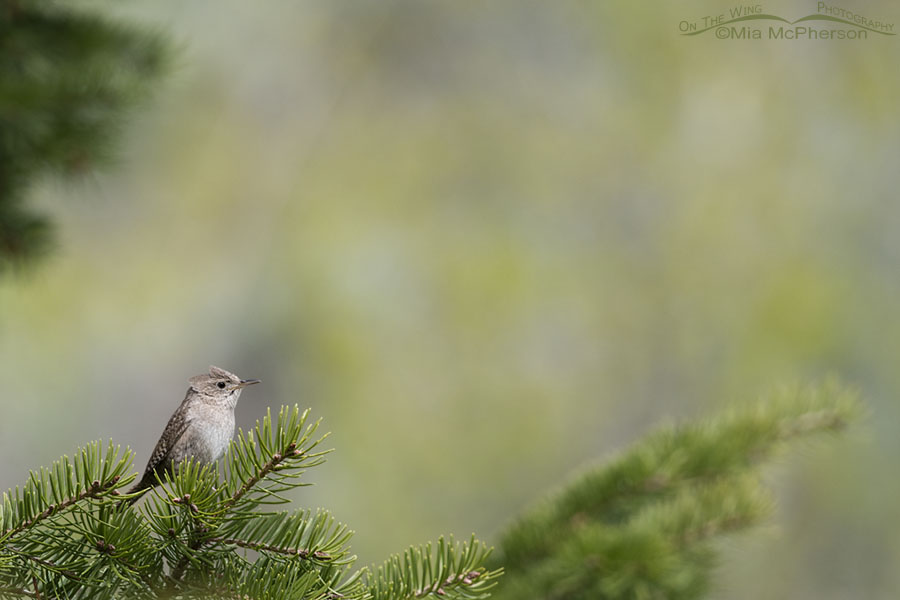 House Wren at the edge of a forest, Targhee National Forest, Clark County, Idaho