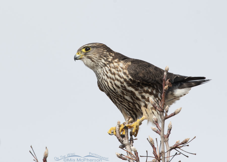 Female Merlin after bumping another Merlin off of this tree, Salt Lake County, Utah