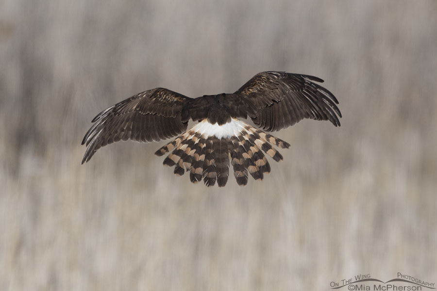 Back view of an immature female Northern Harrier, Farmington Bay WMA, Davis County, Utah