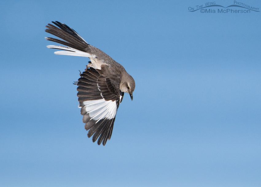 Northern Mockingbird parachuting down to a perch, Antelope Island State Park, Davis County, Utah