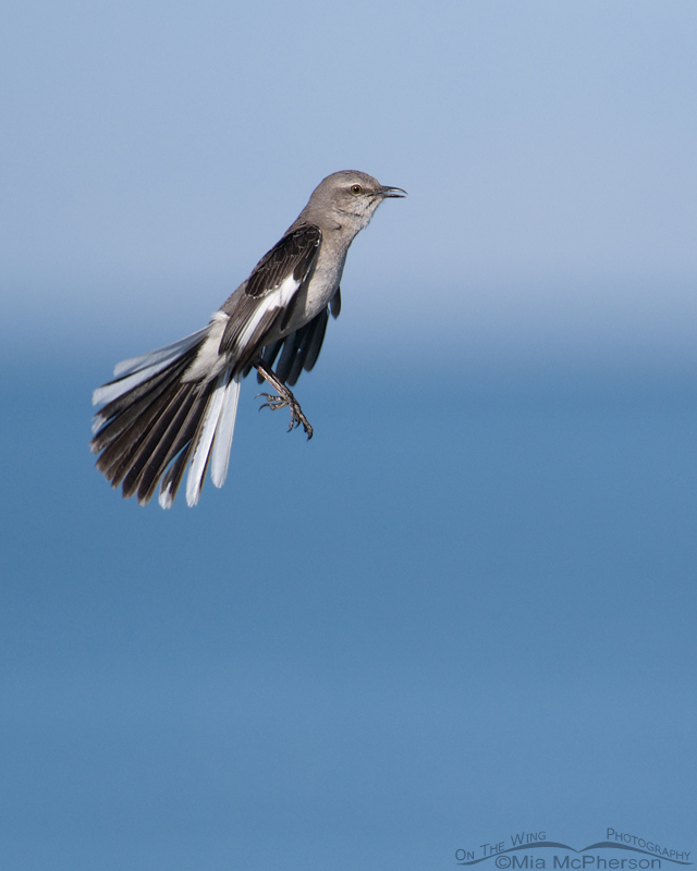 Jumping Northern Mockingbird, Antelope Island State Park, Davis County, Utah