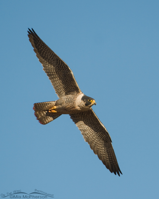 Peregrine Falcon in flight, Wayne County, Utah