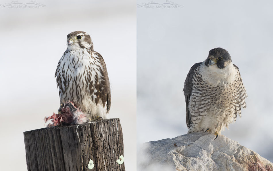 Prairie and Peregrine Falcon Comparison, Davis County, Box Elder County, Utah