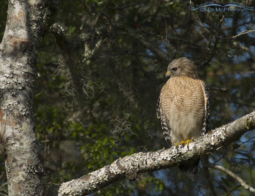 Perched Red-shouldered Hawk adult at Myakka River State Park, Sarasota County, Florida