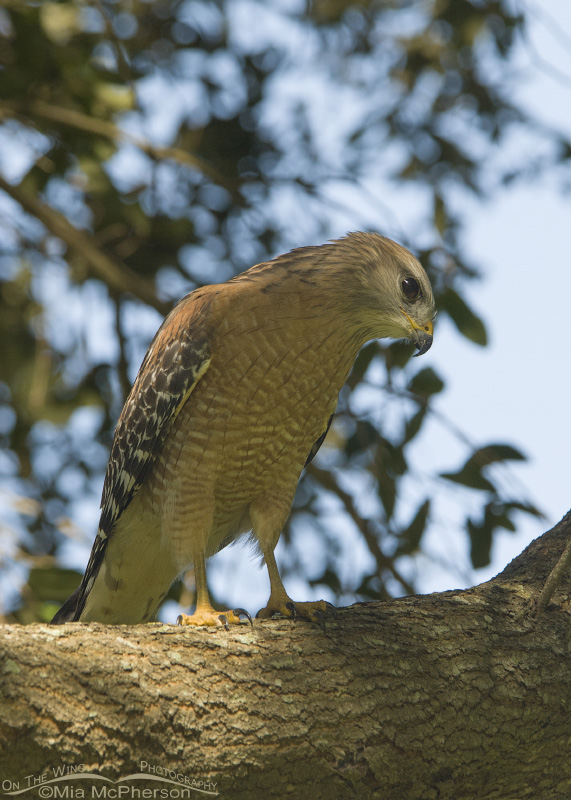 Red-shouldered Hawk at sunset, Sawgrass Lake Park, Pinellas County, Florida